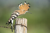 Image. Eurasian Hoopoe