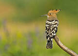 Image. Eurasian Hoopoe
