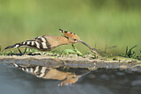 Image. Eurasian Hoopoe