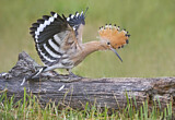 Image. Eurasian Hoopoe