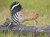 Image. Eurasian Hoopoe