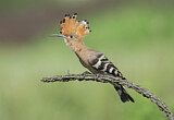 Image. Eurasian Hoopoe