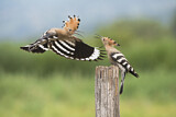 Image. Eurasian Hoopoe