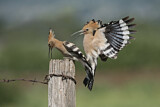 Image. Eurasian Hoopoe