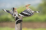 Image. Eurasian Hoopoe