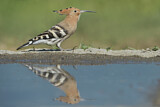 Image. Eurasian Hoopoe
