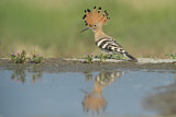 Image. Eurasian Hoopoe