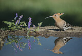 Image. Eurasian Hoopoe
