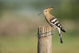 Image. Eurasian Hoopoe