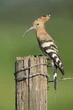 Image. Eurasian Hoopoe
