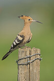 Image. Eurasian Hoopoe