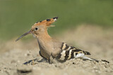 Image. Eurasian Hoopoe