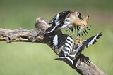 Image. Eurasian Hoopoe