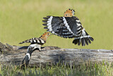 Image. Eurasian Hoopoe