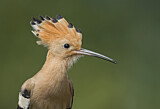 Image. Eurasian Hoopoe