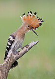 Image. Eurasian Hoopoe