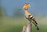 Image. Eurasian Hoopoe