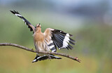 Image. Eurasian Hoopoe