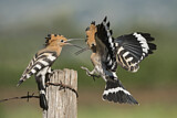 Image. Eurasian Hoopoe