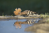 Image. Eurasian Hoopoe