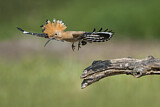 Image. Eurasian Hoopoe