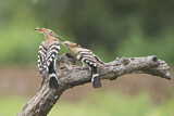 Image. Eurasian Hoopoe
