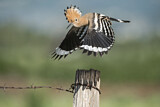 Image. Eurasian Hoopoe