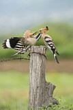 Image. Eurasian Hoopoe