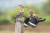 Image. Eurasian Hoopoe