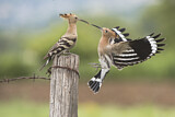 Image. Eurasian Hoopoe