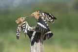 Image. Eurasian Hoopoe