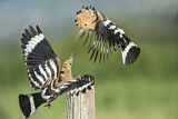 Image. Eurasian Hoopoe