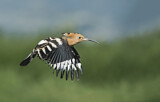 Image. Eurasian Hoopoe