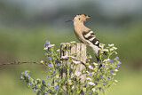 Image. Eurasian Hoopoe