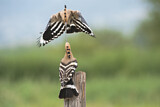 Image. Eurasian Hoopoe