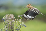 Image. Eurasian Hoopoe