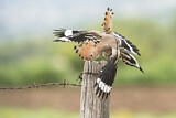 Image. Eurasian Hoopoe