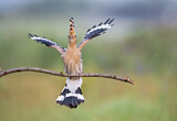 Image. Eurasian Hoopoe