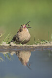 Image. Eurasian Hoopoe