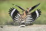 Image. Eurasian Hoopoe