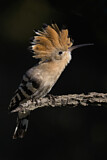 Image. Eurasian Hoopoe