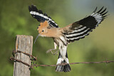 Image. Eurasian Hoopoe