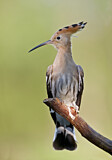 Image. Eurasian Hoopoe