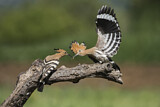 Image. Eurasian Hoopoe
