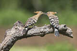 Image. Eurasian Hoopoe