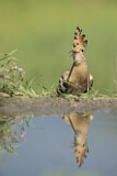 Image. Eurasian Hoopoe
