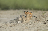Image. Eurasian Hoopoe