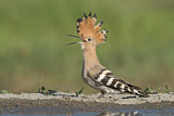 Image. Eurasian Hoopoe