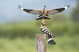 Image. Eurasian Hoopoe