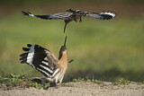 Image. Eurasian Hoopoe
